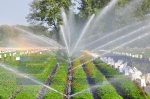 Công nghệ tưới phun mưa