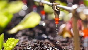 Hệ thống tưới nhỏ giọt