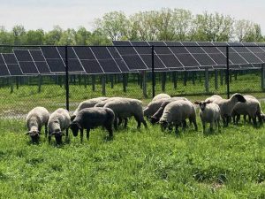 Trang trại năng lượng mặt trời Amherst (Ảnh: Business Wire)