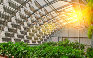 Solar greenhouse là gì?