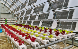 Ưu - nhược điểm của nhà kính năng lượng mặt trời